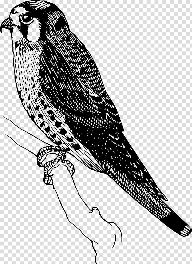 Bird Drawing, Sparrow, Eurasian Sparrowhawk, Bald Eagle, Swainsons Hawk, Bird Of Prey, Falcon, Accipitridae transparent background PNG clipart
