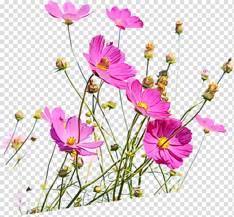 flower flowering plant plant cut flowers petal, Watercolor, Paint, Wet Ink, Wildflower, Plant Stem, Cosmos, Pedicel transparent background PNG clipart