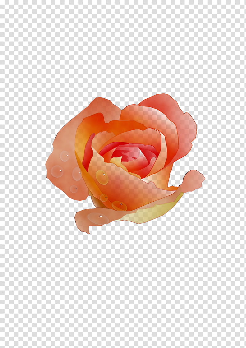 Pink Flower, Garden Roses, Cabbage Rose, Petal, Cut Flowers, Orange Sa, Hybrid Tea Rose, Rose Family transparent background PNG clipart