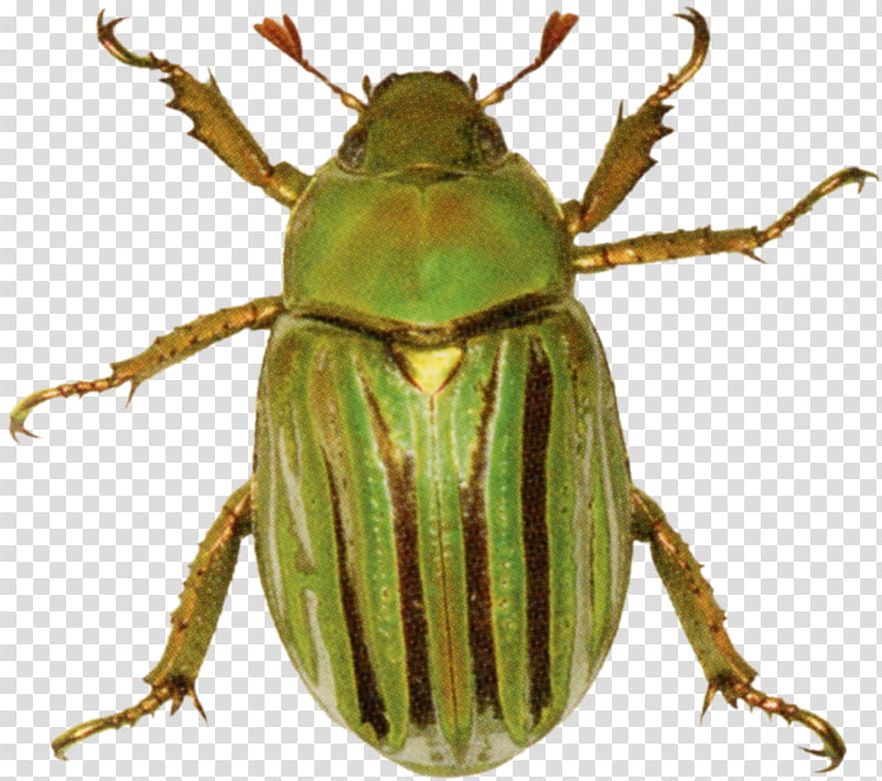 Green Bugs s, brown and green beetle art transparent background PNG clipart