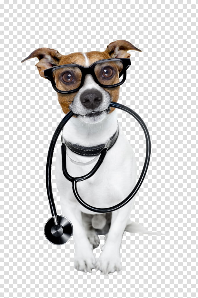 Dog And Cat, Pet, Veterinarian, Health, Dog Health, Paw, Health Care, Vaccination Of Dogs transparent background PNG clipart