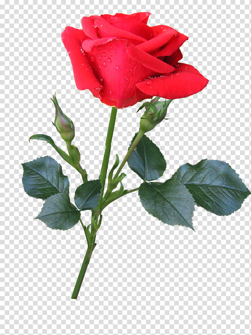 Floral Flower, Garden Roses, Rosa Double Delight, Petal, Cabbage Rose, Bud, Floral Design, Plant Stem transparent background PNG clipart