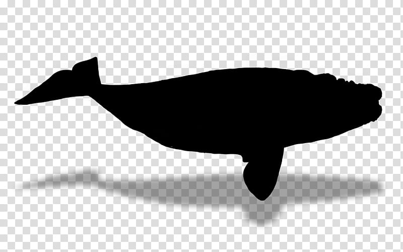 Whale, Dolphin, Silhouette, Beak, Fish, Cetacea, Blue Whale, Humpback Whale transparent background PNG clipart