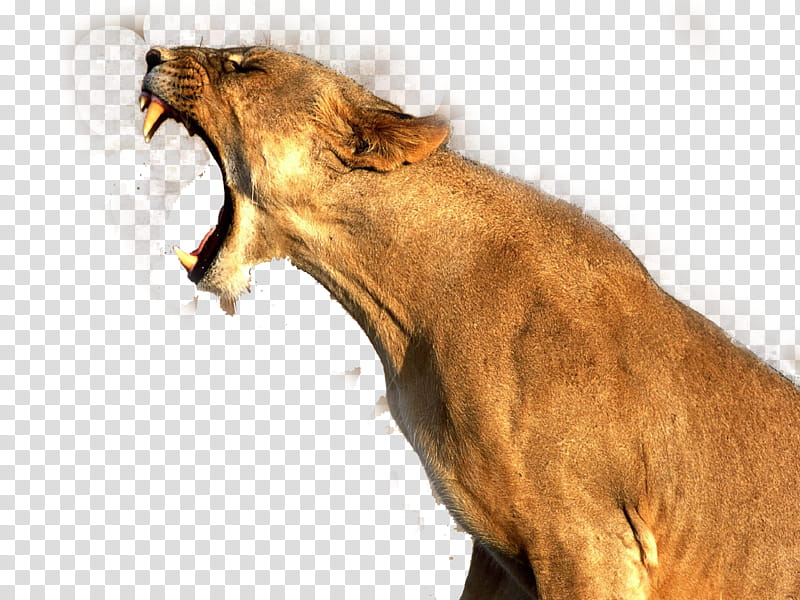 lion, brown lioness transparent background PNG clipart
