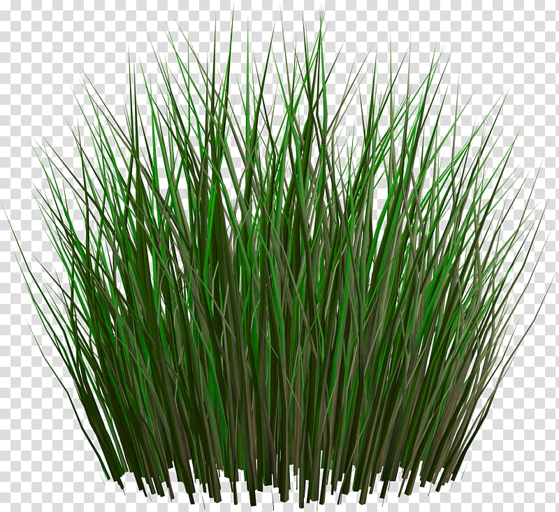 Green Grass, Grasses, Ornamental Grass, Drawing, Fountain Grass, Pampas Grass, Plant, Grass Family transparent background PNG clipart