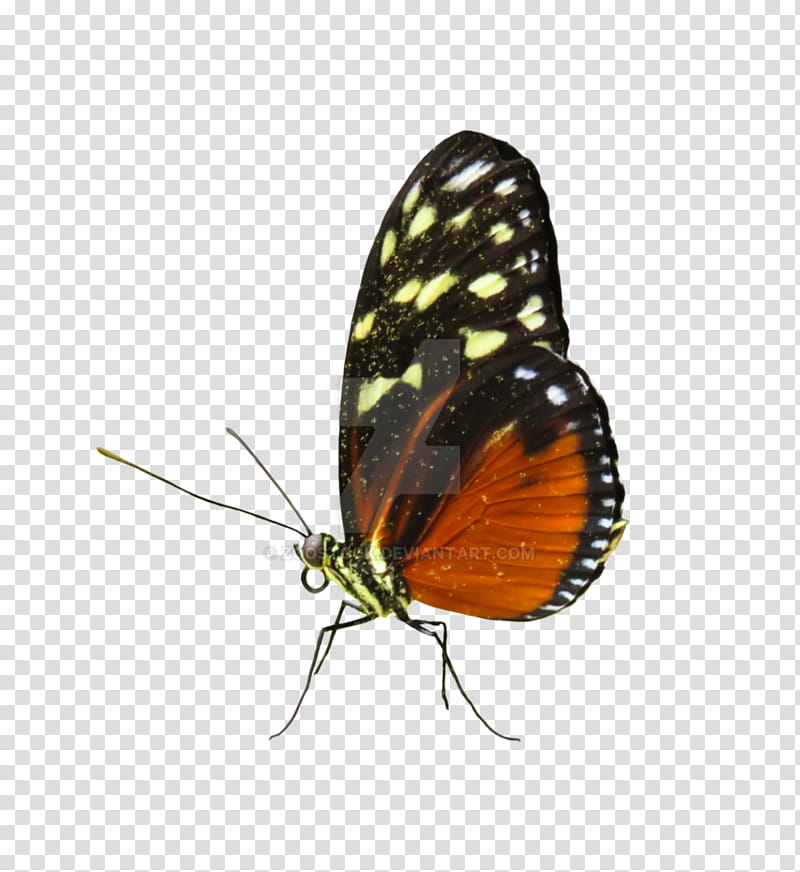 Owl, Monarch Butterfly, Insect, Gossamerwinged Butterflies, Pieridae, Brushfooted Butterflies, Glasswing Butterfly, Borboleta transparent background PNG clipart