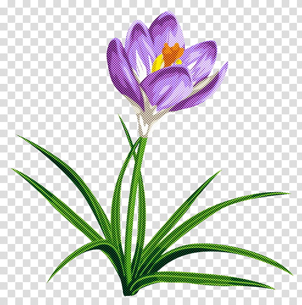 flower plant cretan crocus tommie crocus crocus, Spring Crocus, Petal, Snow Crocus, Cut Flowers, Saffron Crocus, Tulip, Pedicel transparent background PNG clipart