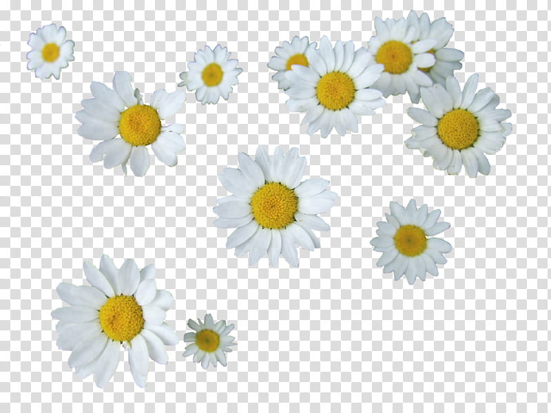 Flower s, white daisies transparent background PNG clipart