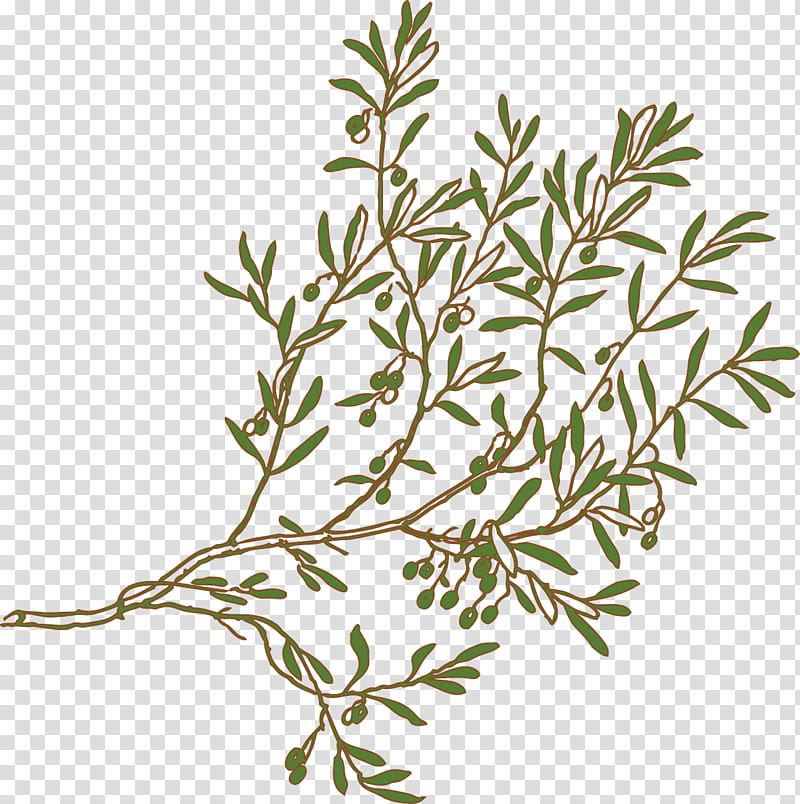 Olive Tree Drawing, Olive Branch, Olive Oil, Leaf, Plant, Flower, Twig, Woody Plant transparent background PNG clipart