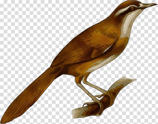 bird beak carolina wren songbird nightingale, Watercolor, Paint, Wet Ink, Perching Bird, Robin, Bulbul, Brown Thrasher transparent background PNG clipart