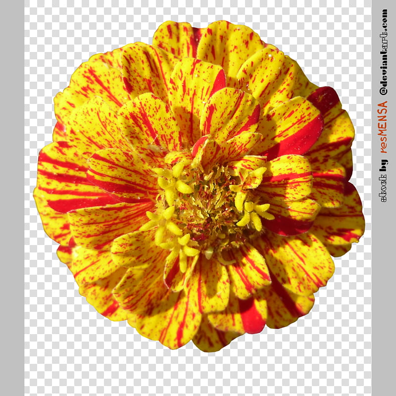 Zinnia mix , yellow and red flower art transparent background PNG clipart