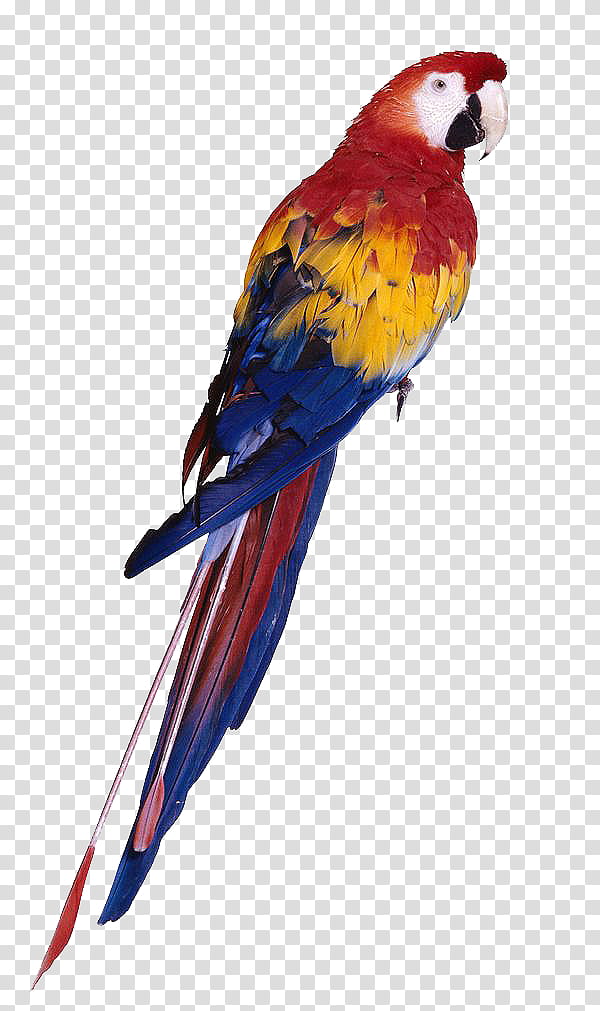 bird, scarlet macaw illustration transparent background PNG clipart