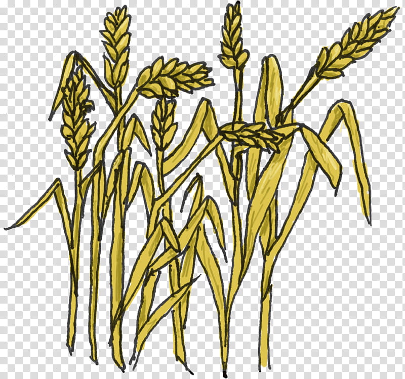 Flower Stem, Grain, Wheat, Cereal, Whole Grain, Agriculture, Plant, Grass Family transparent background PNG clipart