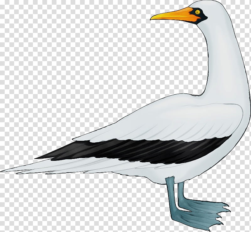 bird beak seabird gull european herring gull, Watercolor, Paint, Wet Ink, Suliformes transparent background PNG clipart