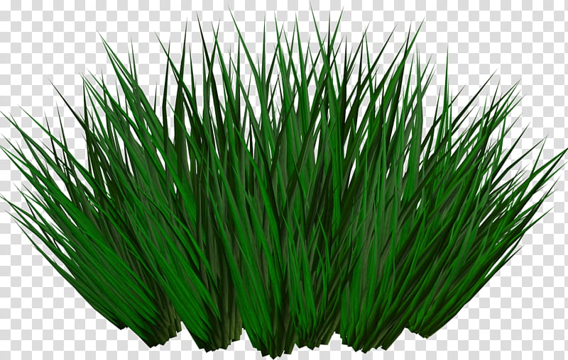 Green Grass, Sharing, Heap, 3D Computer Graphics, Template, Plant, Grass Family, Leaf transparent background PNG clipart