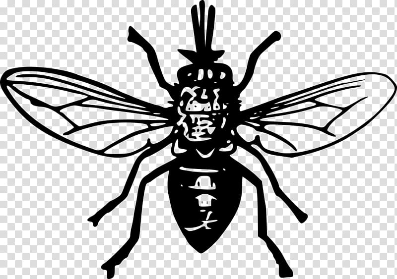 Cartoon Bee, Tsetse Fly, Insect, , Black Fly, Membranewinged Insect, Pest, Blackandwhite transparent background PNG clipart