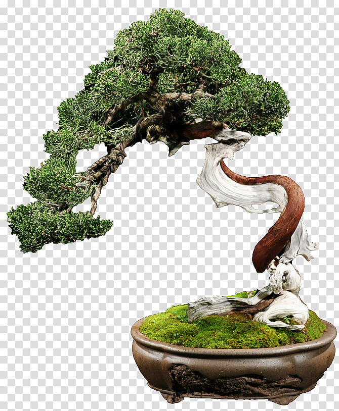 Bonsai Tree, Chinese Sweet Plum, Flowerpot, Blog, 2018, January, Green, Dance transparent background PNG clipart