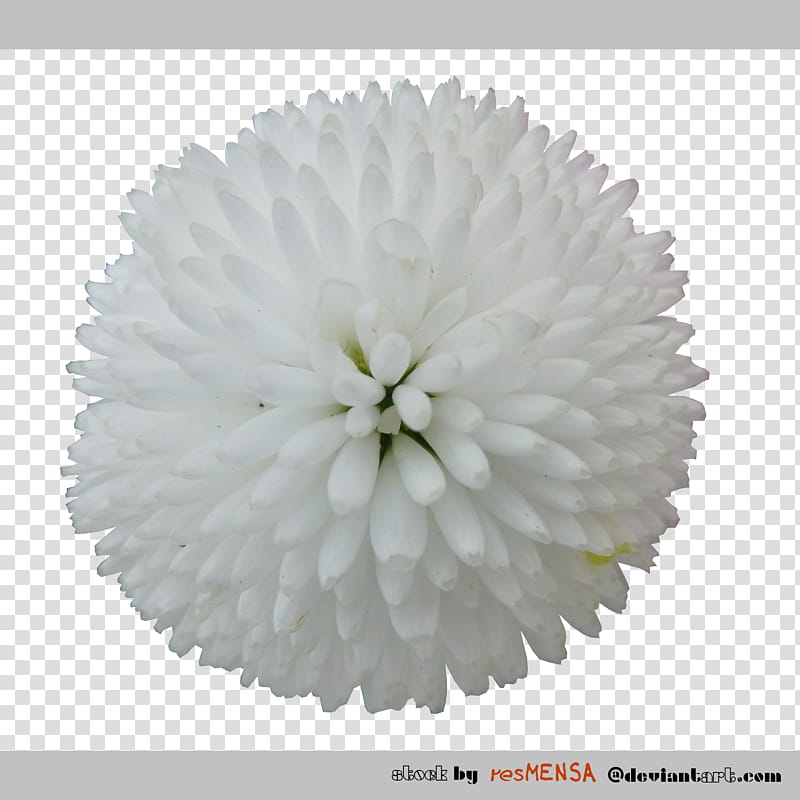 Bellis white transparent background PNG clipart