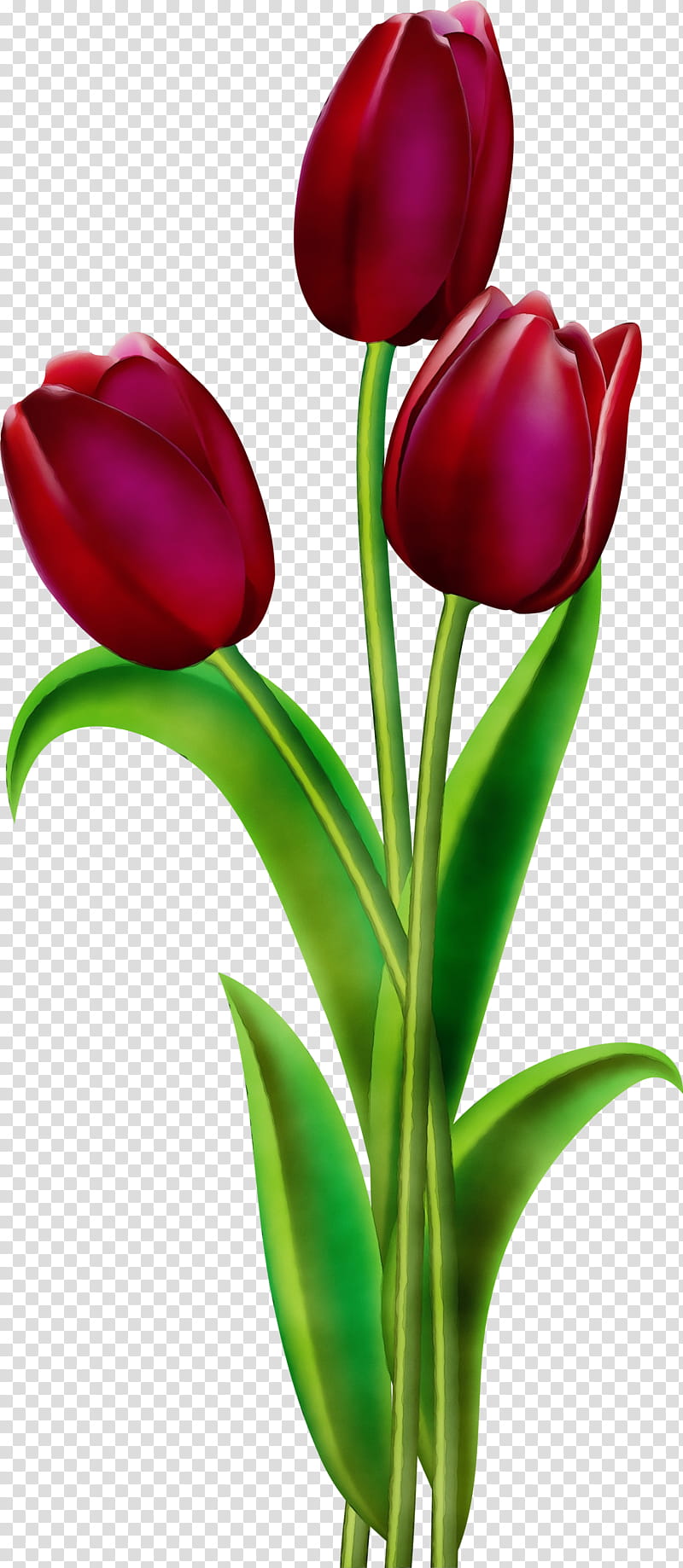 tulip petal flower tulipa humilis red, Watercolor, Paint, Wet Ink, Plant, Flowering Plant, Cut Flowers transparent background PNG clipart