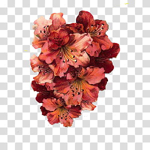 red petaled flowers transparent background PNG clipart