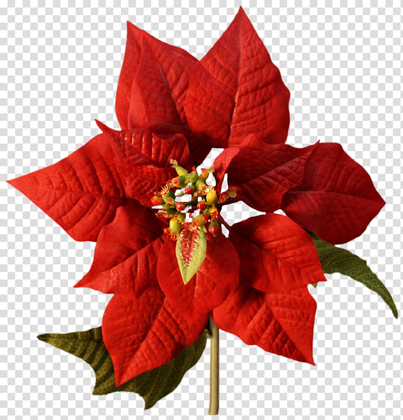 Christmas Resource Month S, red poinsettia flower transparent background PNG clipart
