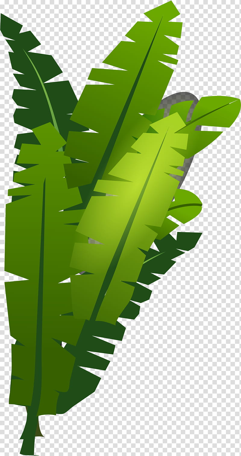 Green Leaf, Plant, Terrestrial Plant, Vascular Plant, Flower, Fern, Ostrich Fern transparent background PNG clipart