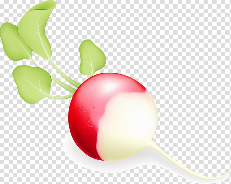 radish plant, Watercolor, Paint, Wet Ink transparent background PNG clipart