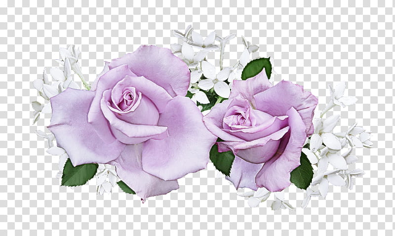 Garden roses, Flower, White, Pink, Cut Flowers, Purple, Lavender, Violet transparent background PNG clipart