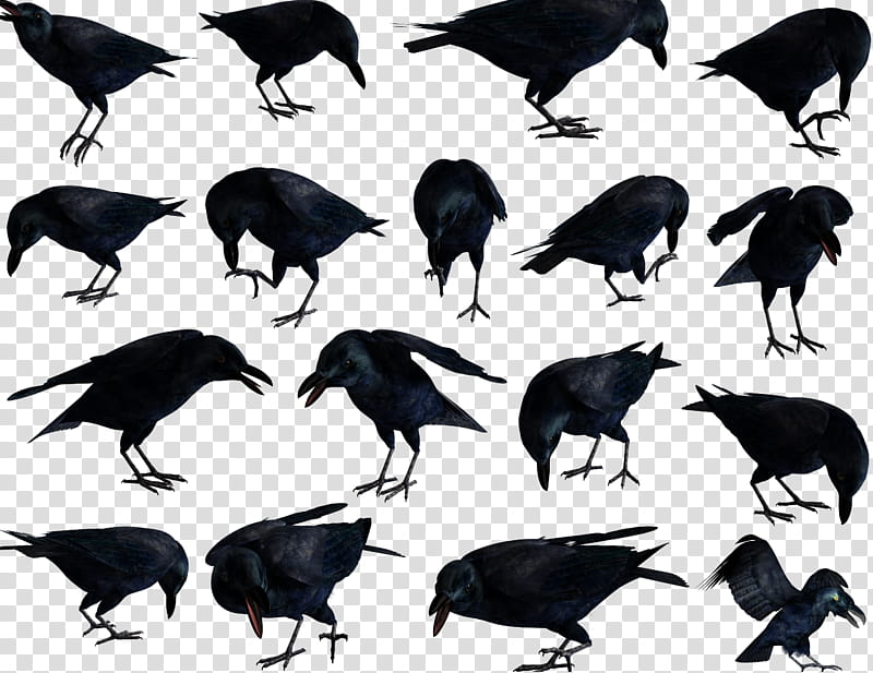 Cartoon Bird, American Crow, Rook, Common Raven, New Caledonian Crow, Carrion Crow, Pied Crow, Beak transparent background PNG clipart