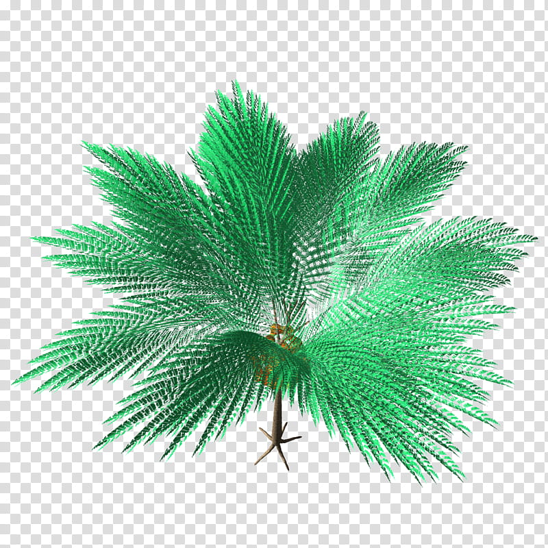 Binrou Areca Catechu TIF, palm tree transparent background PNG clipart