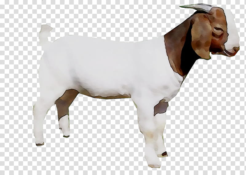 Goat, Cattle, Agriculture, Goat Farming, Family Farm, Fodder, Organic Farming, Agriculturist transparent background PNG clipart