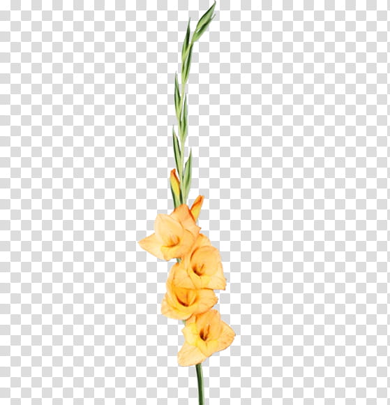 flower plant cut flowers gladiolus yellow, Watercolor, Paint, Wet Ink, Iris Family, Pedicel, Plant Stem transparent background PNG clipart