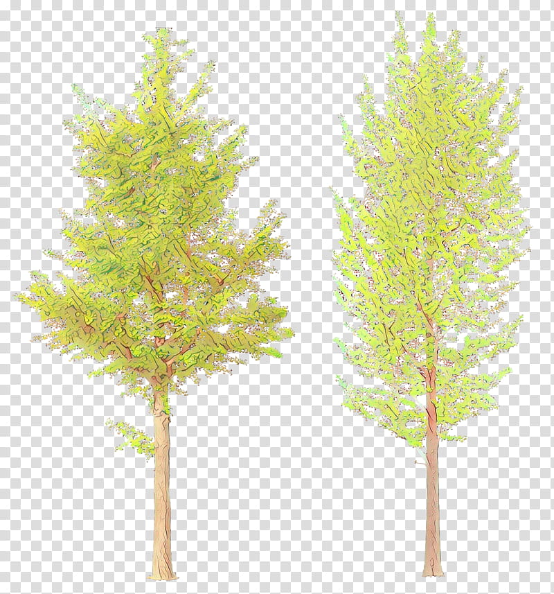 tree white pine lodgepole pine red pine plant, Cartoon, American Larch, Leaf, Aquarium Decor, Woody Plant, Plant Stem transparent background PNG clipart