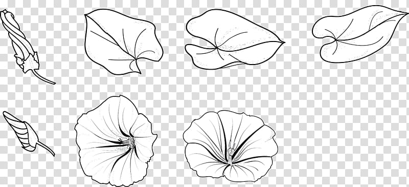 FIower N, assorted flower ilustrations transparent background PNG clipart