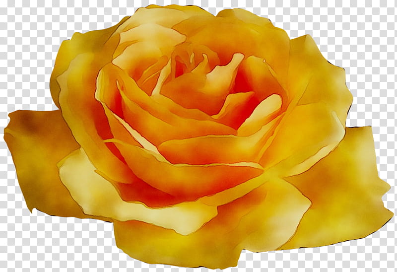 Garden Flowers, Garden Roses, Floribunda, Petal, Cut Flowers, Julia Child Rose, Yellow, Hybrid Tea Rose transparent background PNG clipart