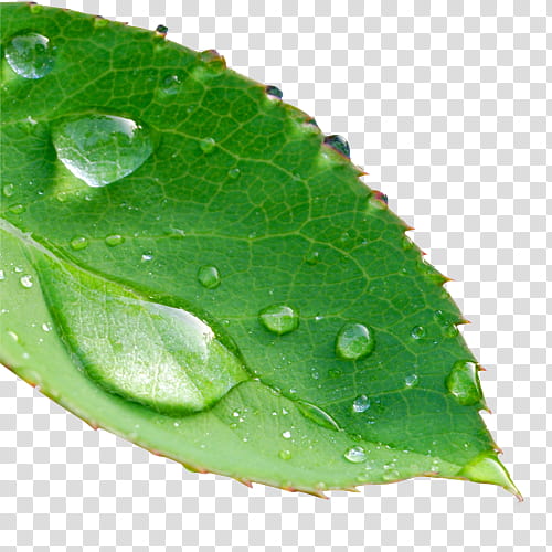 green leaf with water dew transparent background PNG clipart