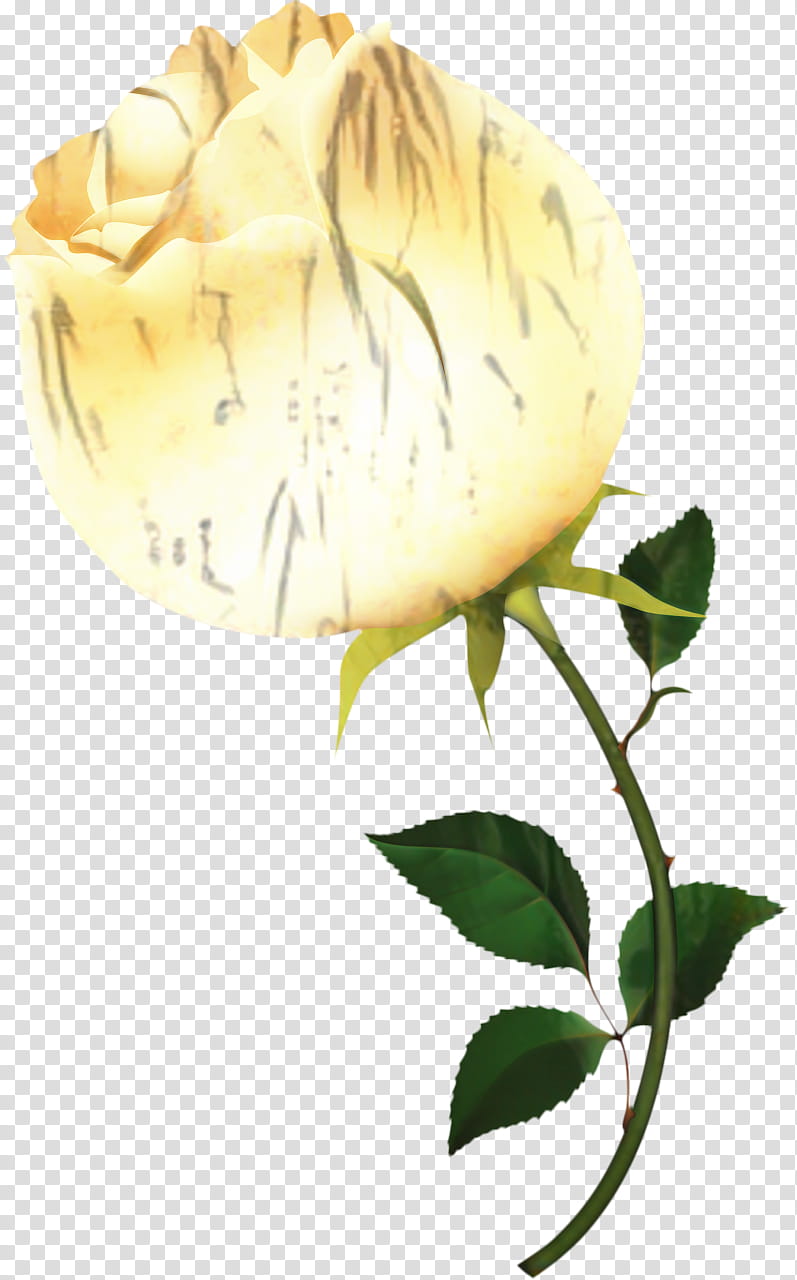 Yellow Roses, Garden Roses, Book, Internet Forum, Flower, Plant, Rose Family, Rose Order transparent background PNG clipart
