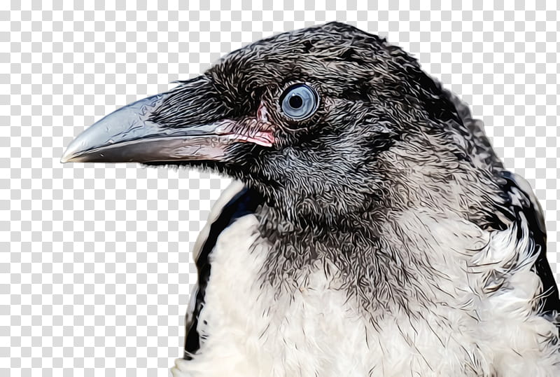 bird beak close-up crow raven, Watercolor, Paint, Wet Ink, Closeup, Cuckoo, Crowlike Bird transparent background PNG clipart