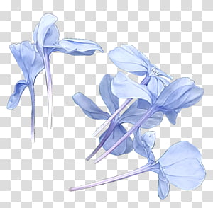 #22 flowers transparent background PNG clipart thumbnail
