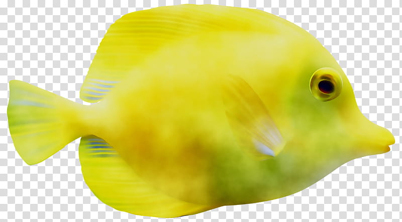 Fish, Biology, Beak, Yellow, Pomacanthidae, Butterflyfish, Bonyfish, Parrotfish transparent background PNG clipart