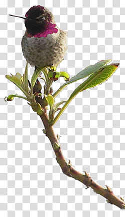 humming bird perched, gray and black bird on green leafed plant transparent background PNG clipart