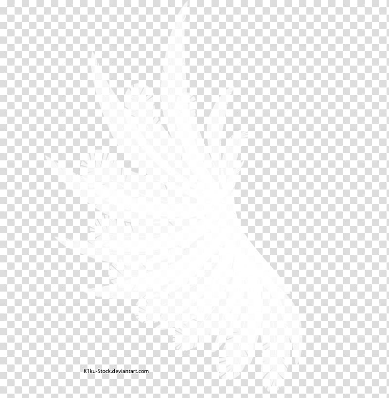Darker White Wing, white feather illustration transparent background PNG clipart