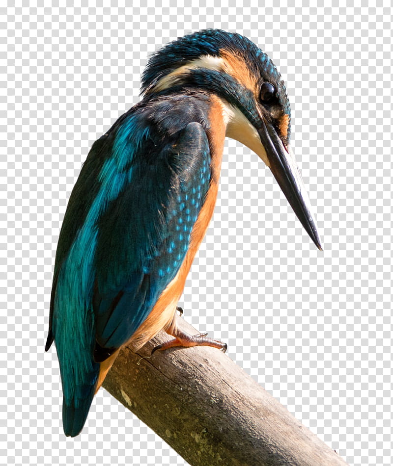 kingfisher bird on branch transparent background PNG clipart