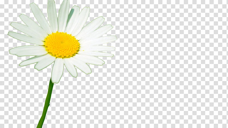 Flowers, Oxeye Daisy, Roman Chamomile, Transvaal Daisy, Cut Flowers, Plant Stem, Daisy Family, Sunflower transparent background PNG clipart
