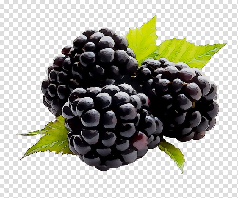 Fruit, Grape, Raspberry, Dewberry, Boysenberry, Loganberry, Blackberry, Berries transparent background PNG clipart
