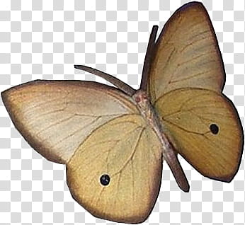 , brown and gray cabbage butterfly transparent background PNG clipart