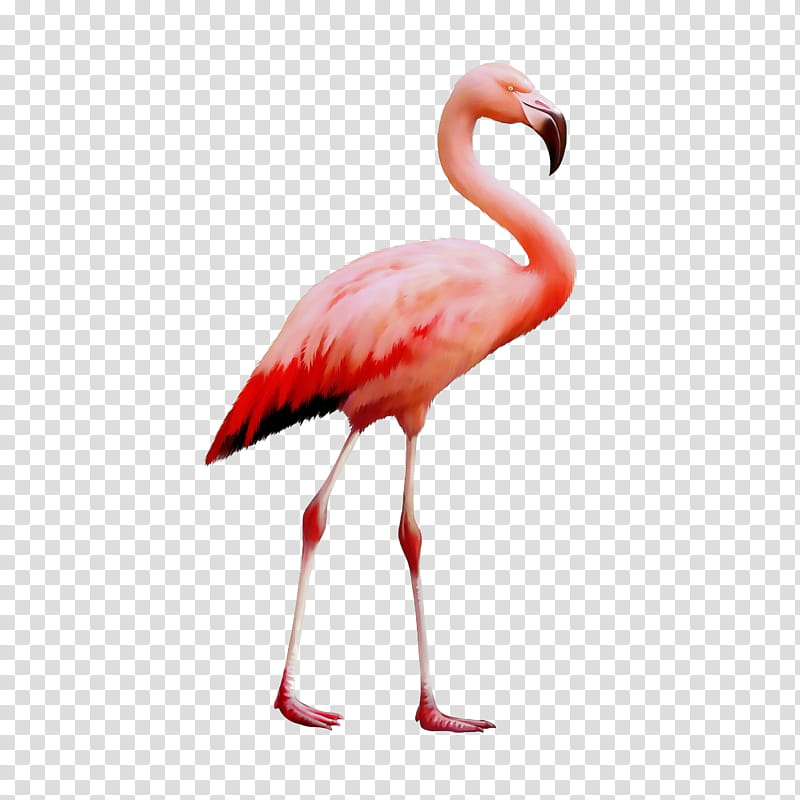 Pink Flamingo, Bird, Secretarybird, Parrot, Mute Swan, Animal, Bird Flight, Swans transparent background PNG clipart