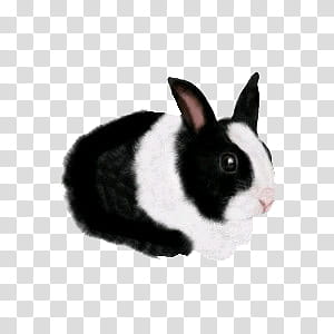 cute animals II, white and black rabbit transparent background PNG clipart