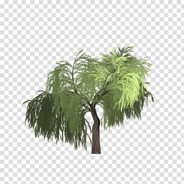 Date Tree Leaf, Willow, Asian Palmyra Palm, Plants, Wood, Green, Season, Nature transparent background PNG clipart