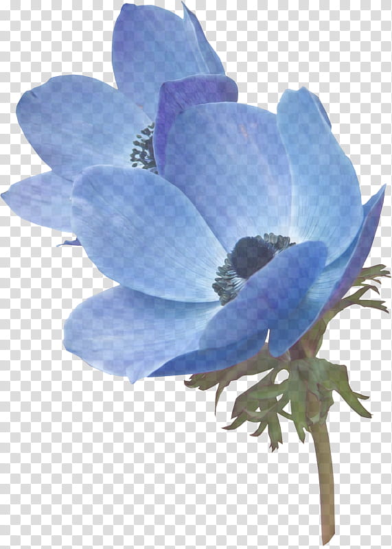 flowering plant flower petal blue plant, Anemone, Wildflower, Cut Flowers, Delphinium transparent background PNG clipart